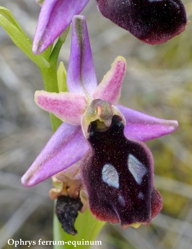 Grecia 23_25 aprile 2016  un fine settimana tra le orchidee.